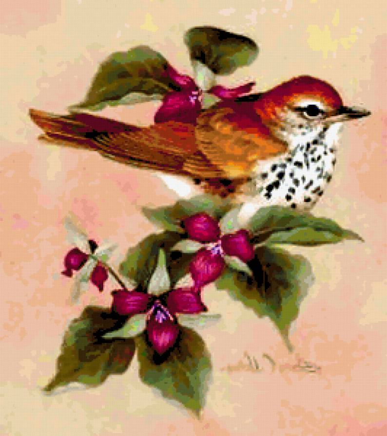 679035 - скворец, бабочка, роза, птеньчик, птицы, птенец, птаха, птичка, природа - предпросмотр