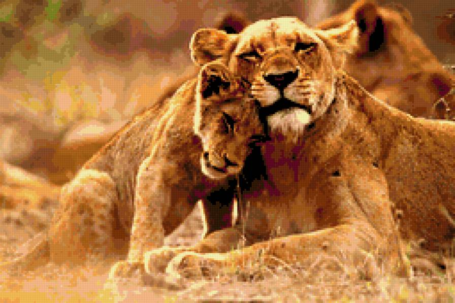 львы - животные. львы - предпросмотр
