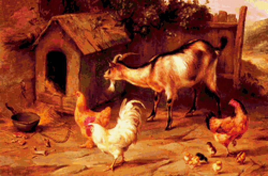 козы - куры, коза, козы - предпросмотр