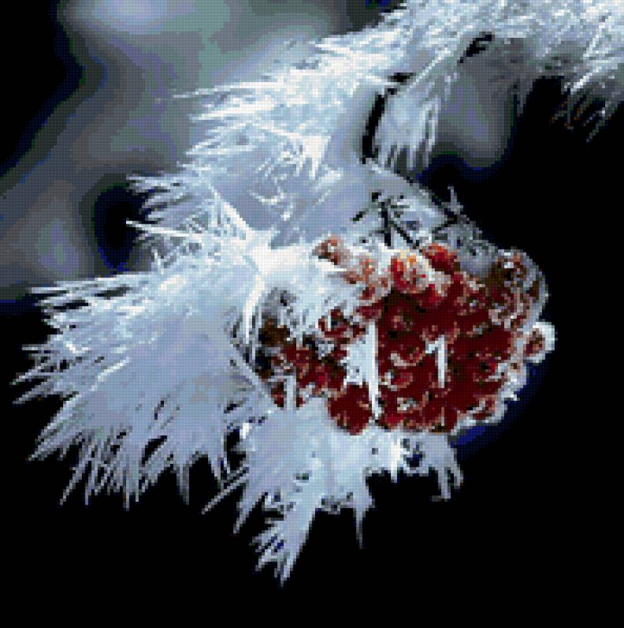 рябина - предпросмотр