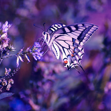 Оригинал схемы вышивки «фиолетовая бабочка» (№212574)