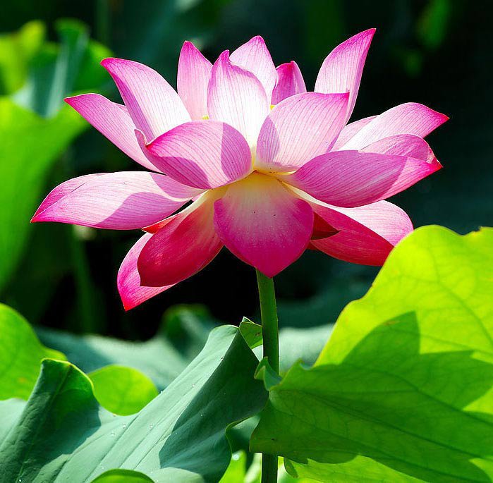 лотос - оригинал