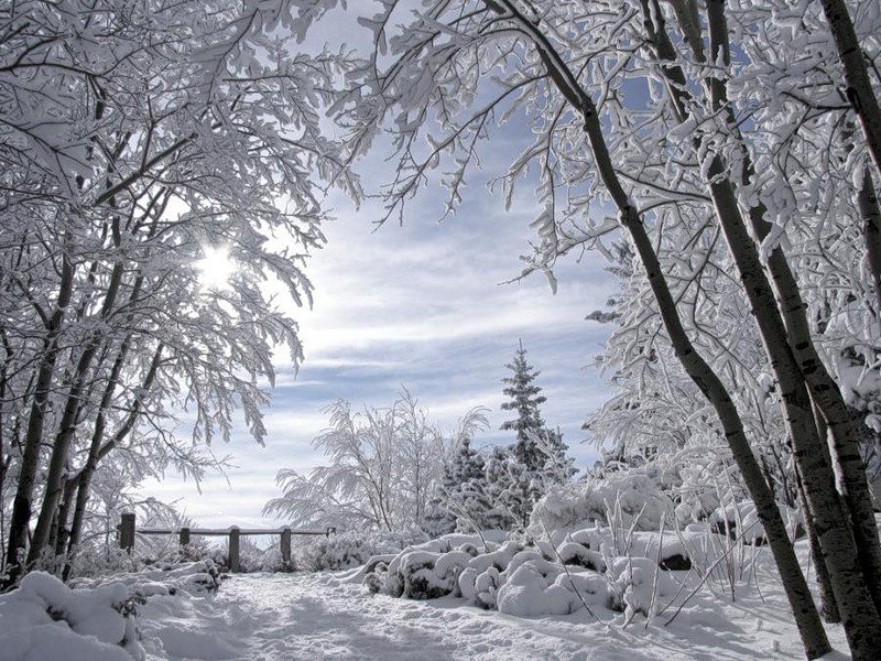зима - пейзаж, деревья, снег - оригинал