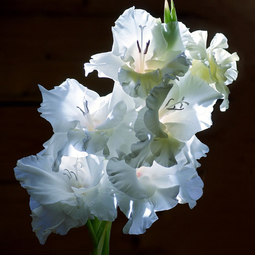 Белое чудо - цветы, красота, природа - оригинал