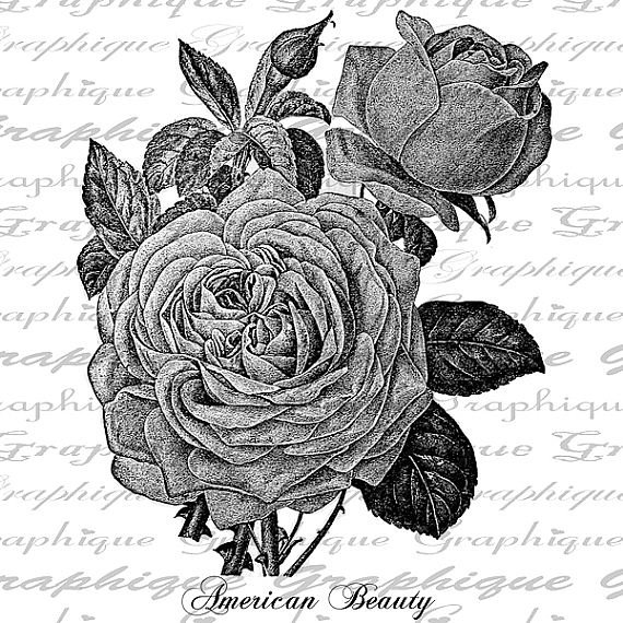 роза 2 - цветы, роза, диптих, монохром, полиптих, черно-белое, триптих - оригинал