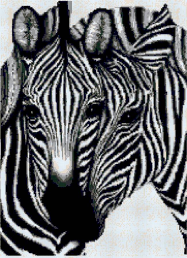 Зебры - предпросмотр