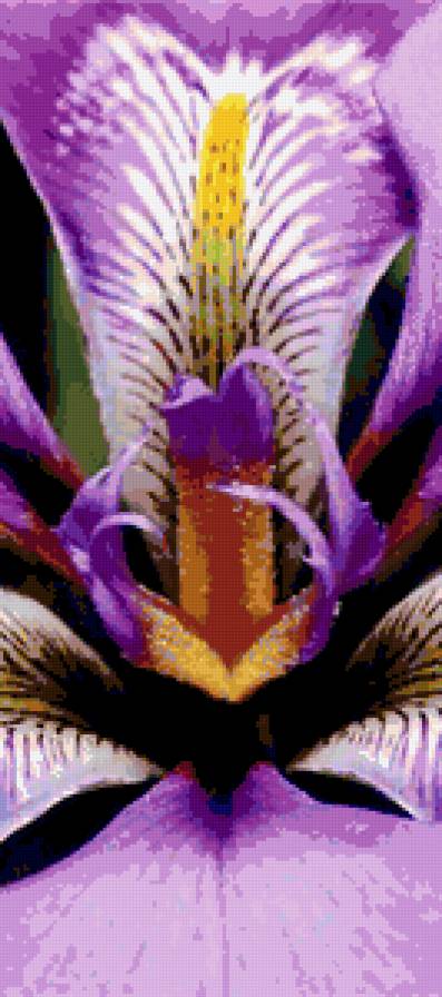 Ирис 2 - ирисы, диптих, цветы, ирис, полиптих, триптих - предпросмотр