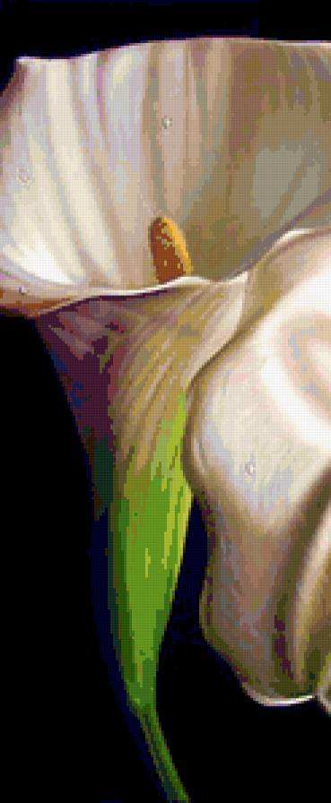 Каллы 3 - цветы, полиптих, каллы, диптих, калла, триптих - предпросмотр