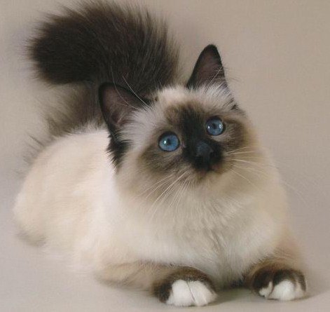 Сиамский лапочка - оригинал