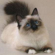 Сиамский лапочка