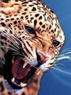 №213419 - животные, живопись, кошка, искусство, картина - оригинал