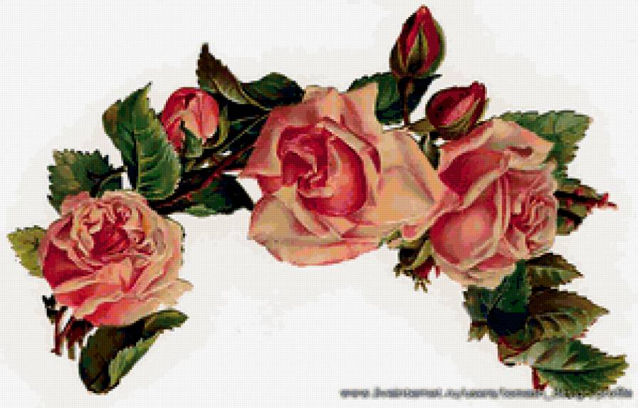Розы - цветы, розы, винтаж - предпросмотр