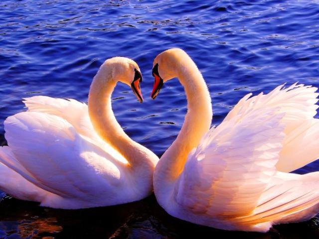 два лебедя2 - лебеди, птицы - оригинал