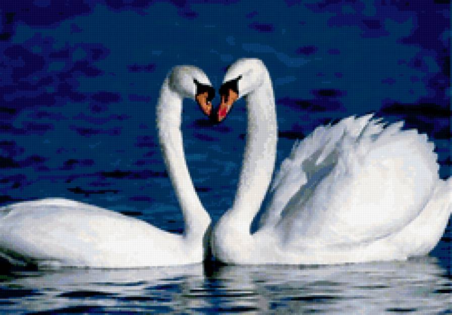 два лебедя3 - птицы, лебеди - предпросмотр