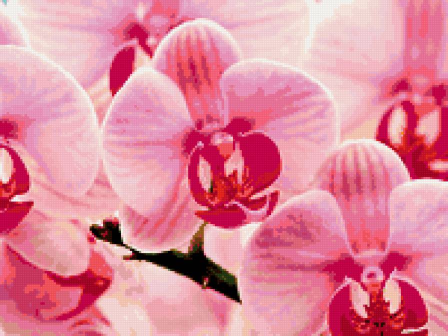 схема 3 - цветы - предпросмотр