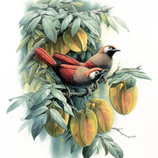 Схема вышивки «птицы и физалис»