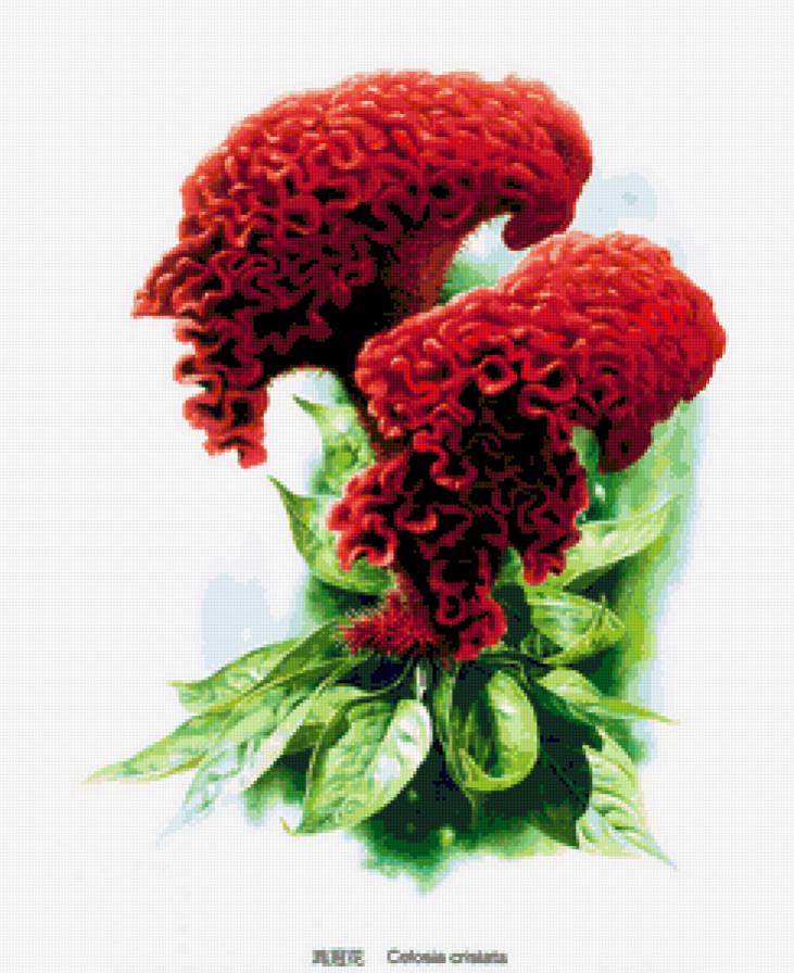 цветок - природа, цветы - предпросмотр