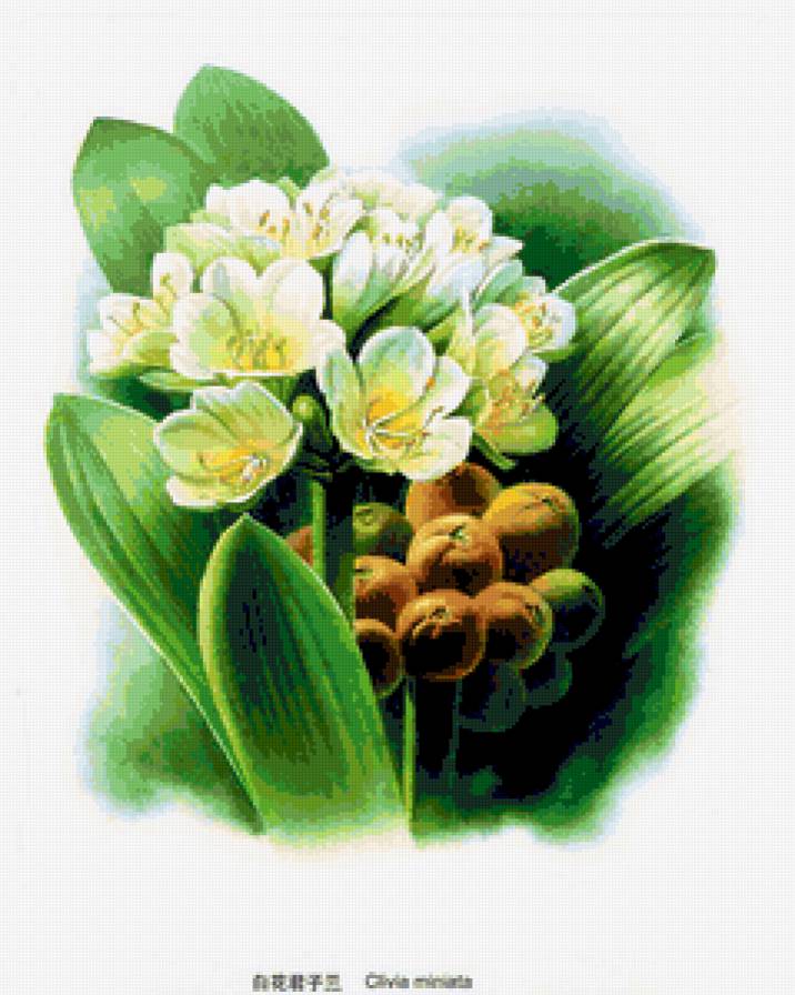 Коллекция растения - природа, цветы, растения - предпросмотр