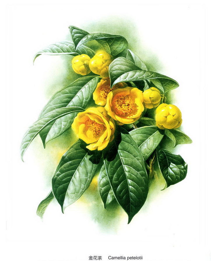 Желтая камелия - природа, цветы - оригинал