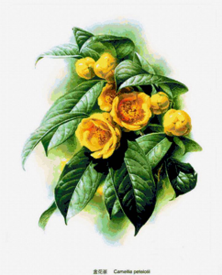 Желтая камелия - цветы, природа - предпросмотр