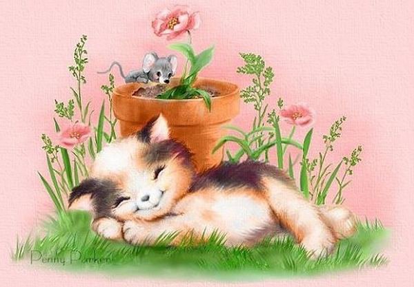 котик - животные - оригинал