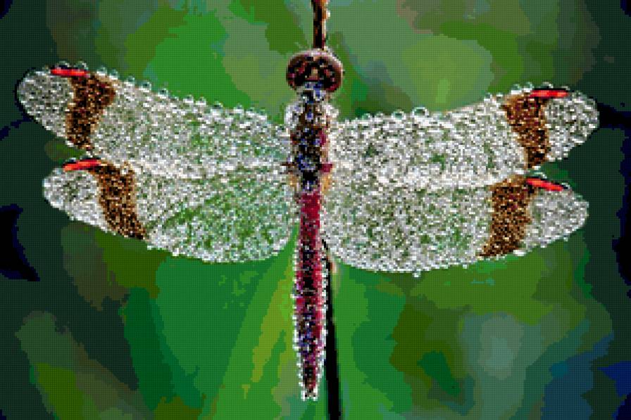 росинка-стрекоза - предпросмотр