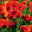 Предпросмотр схемы вышивки «маки» (№214809)