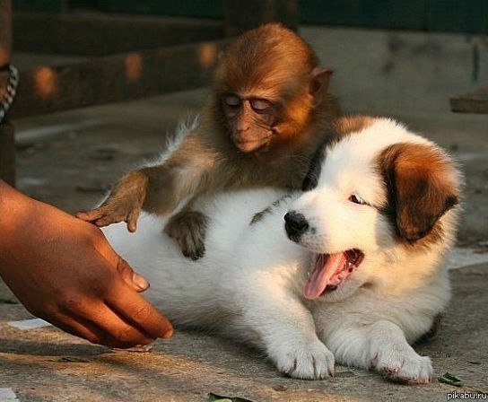 щенок - оригинал