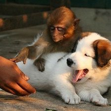 Схема вышивки «щенок»