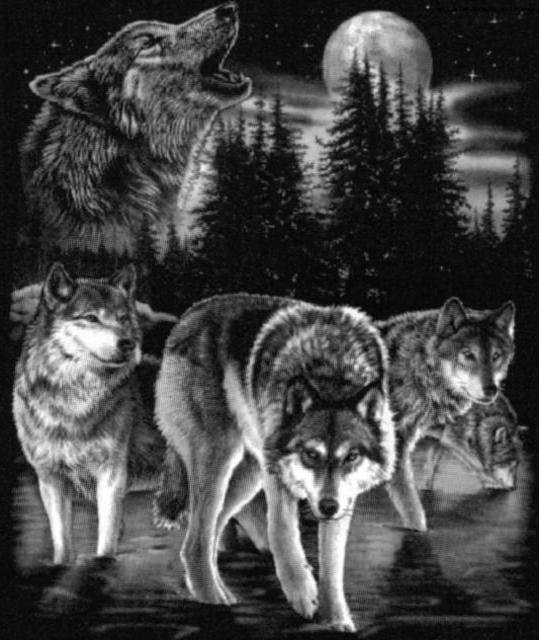 Волки - ночь, волк, хищники, животное, волки, черно-белое, хищник, монохром - оригинал