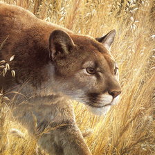 Схема вышивки «Горный лев.»