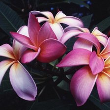 Схема вышивки «цветы»