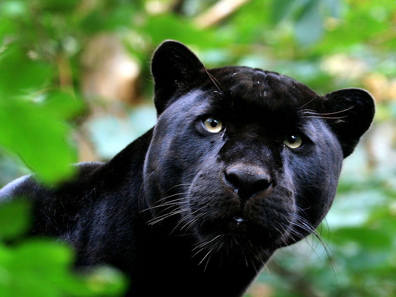 Пантера - кошка, пантера, глаза, черный - оригинал