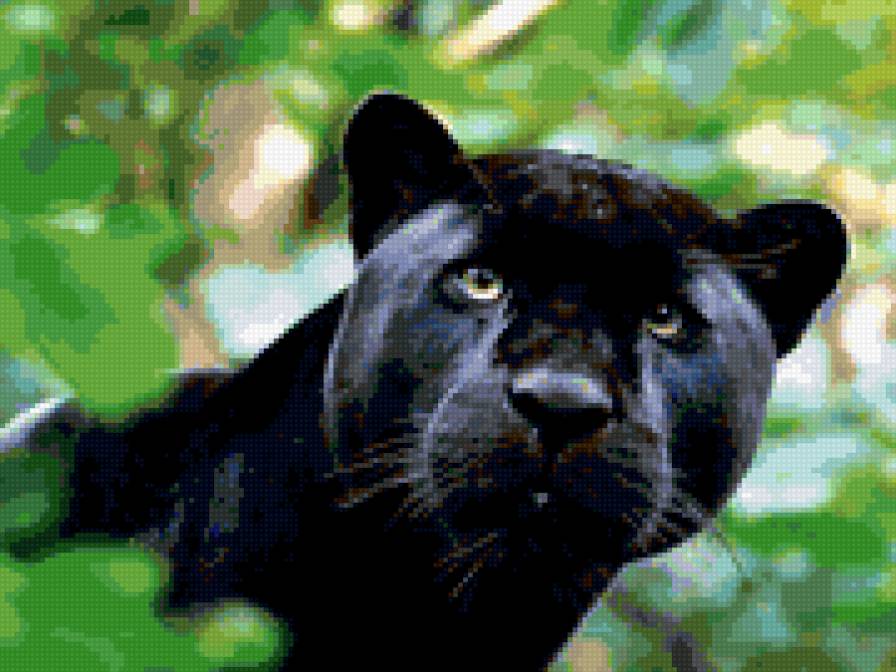 Пантера - черный, глаза, пантера, кошка - предпросмотр