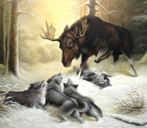 Охота волчьей стаи - волки, лоси, лось, животные, зима, пейзаж, природа, лес - оригинал