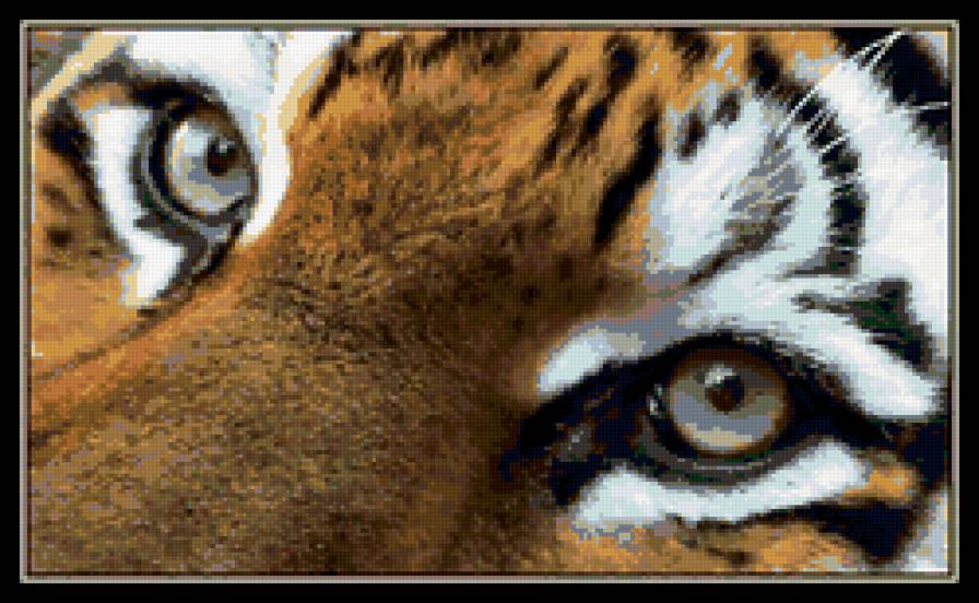 Глаза тигра - глаза, животные, тигр - предпросмотр