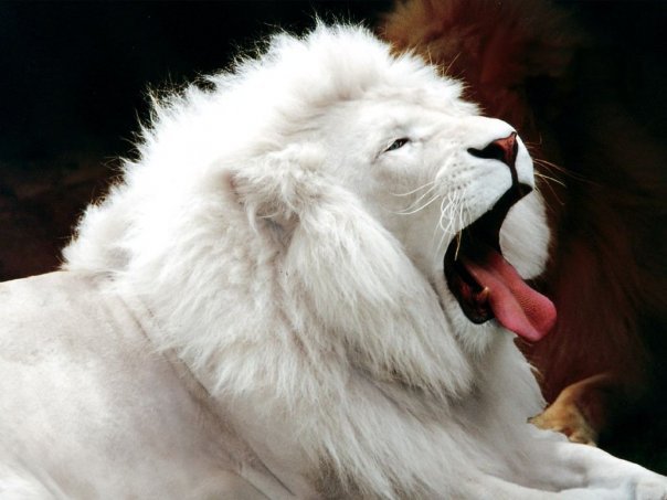 Альбинос - животные, лев, белый лев - оригинал