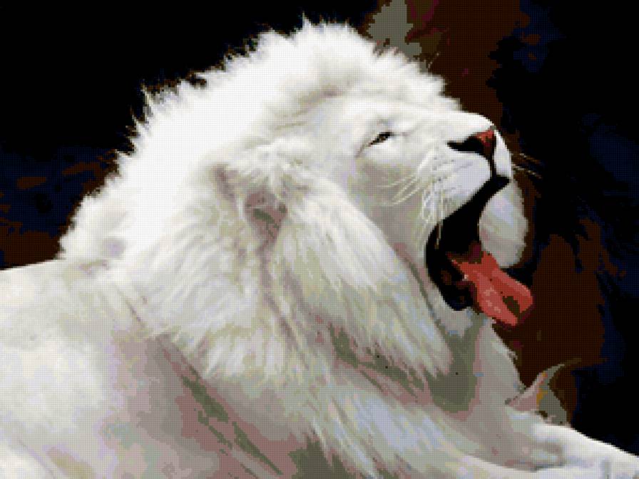 Альбинос - белый лев, животные, лев - предпросмотр