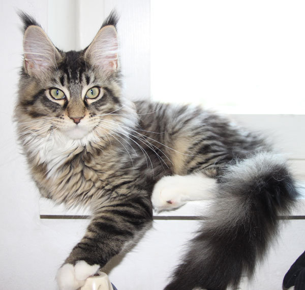 Котик - животные, кот - оригинал