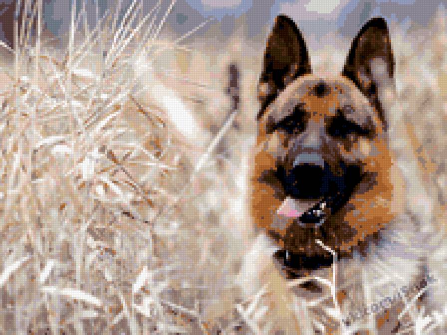 Овчарка - овчарка, собаки - предпросмотр