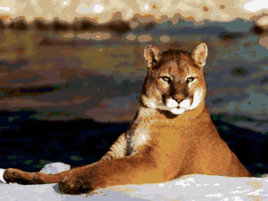 Пума - пума, животные - предпросмотр