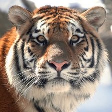 Схема вышивки «тигр»