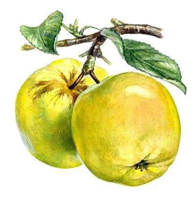 Яблоки - яблоко, яблоки, яблочки, урожай, фрукты, фруктовое панно - оригинал