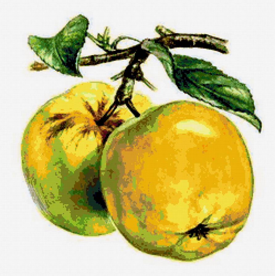 Яблоки - урожай, фруктовое панно, яблоки, яблоко, фрукты, яблочки - предпросмотр