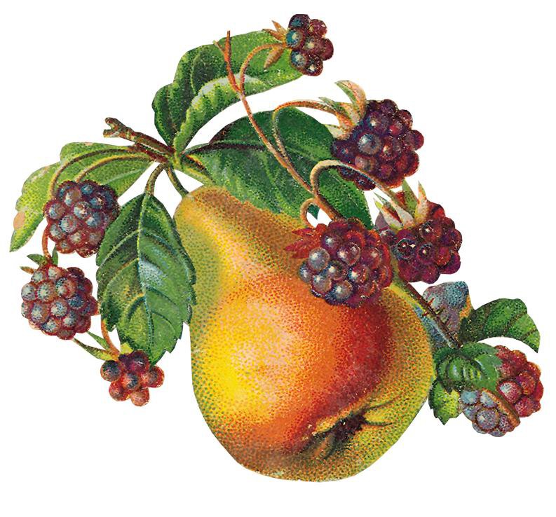Груши и ежевика - фрукты, ежевика, урожай, груша, фруктовое панно, груши - оригинал