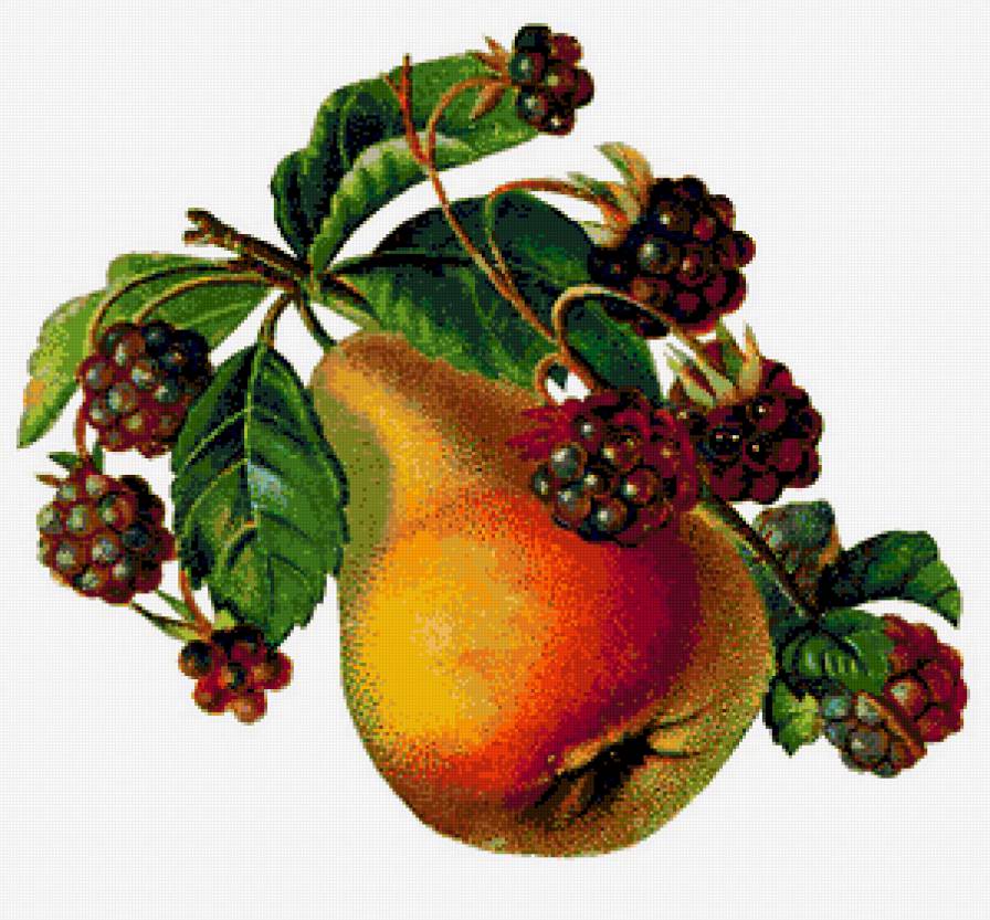 Груши и ежевика - ежевика, фрукты, фруктовое панно, урожай, груши, груша - предпросмотр