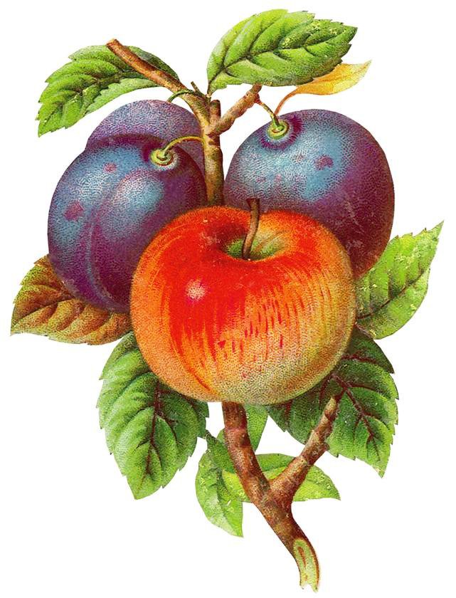 Яблоко и сливы - яблоки, яблоко, фруктовое панно, сливы, фрукты, урожай - оригинал