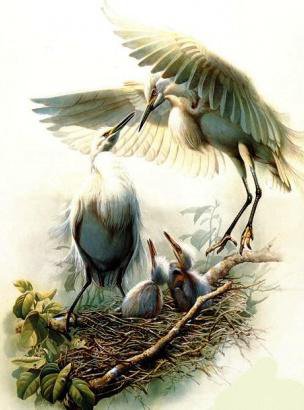Цапли у гнезда - птица, цапли, птицы - оригинал