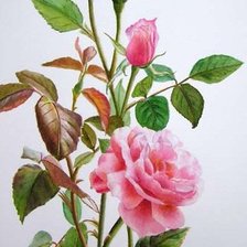 Схема вышивки «№216076»