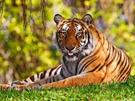 Тигр - тигр, животные - оригинал